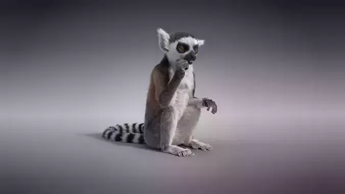 Young Lemurs Animation - VFX Grace 3D model