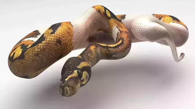 Piebald Ball Python Snake 3D model