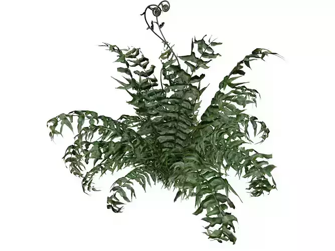Western Sword Fern Plant - 02 - 