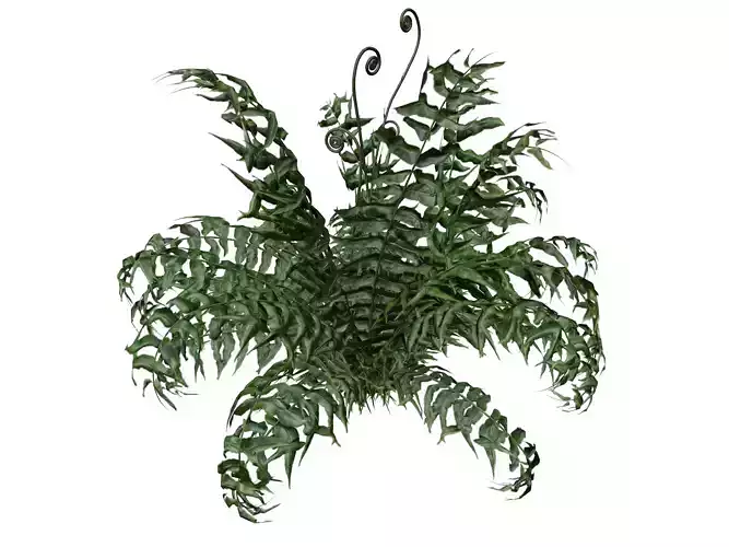 Western Sword Fern Plant - 03 - 