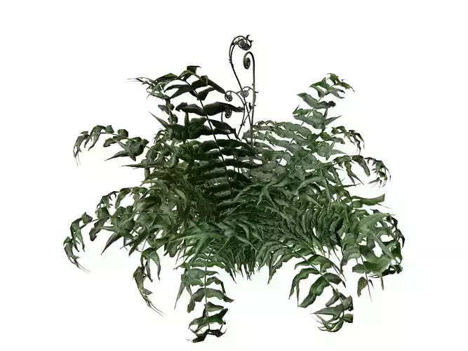 Western Sword Fern Plant - 04 - 