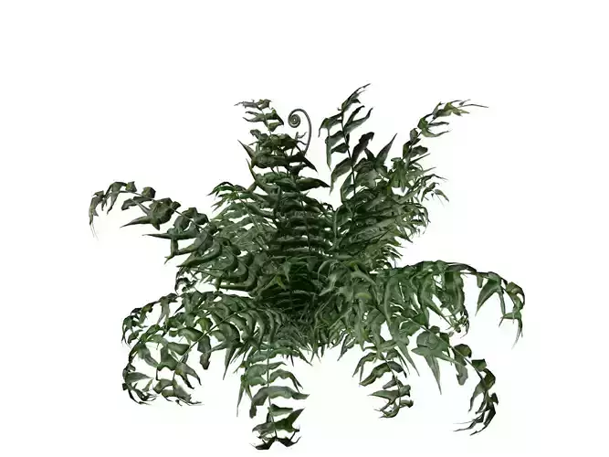 Western Sword Fern Plant - 05 - 
