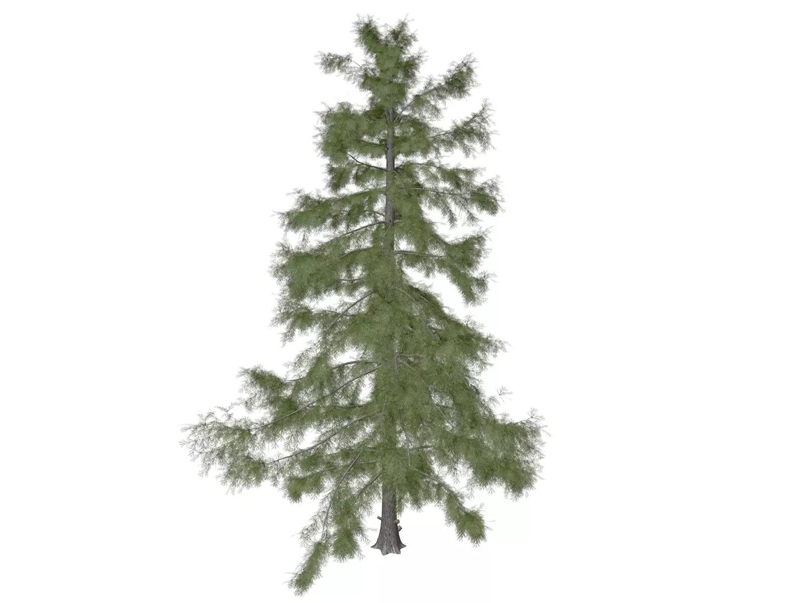 Alaska Cedar Tree - 01 3D model
