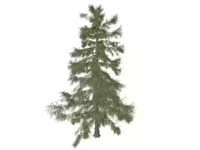 Alaska Cedar Tree - 01