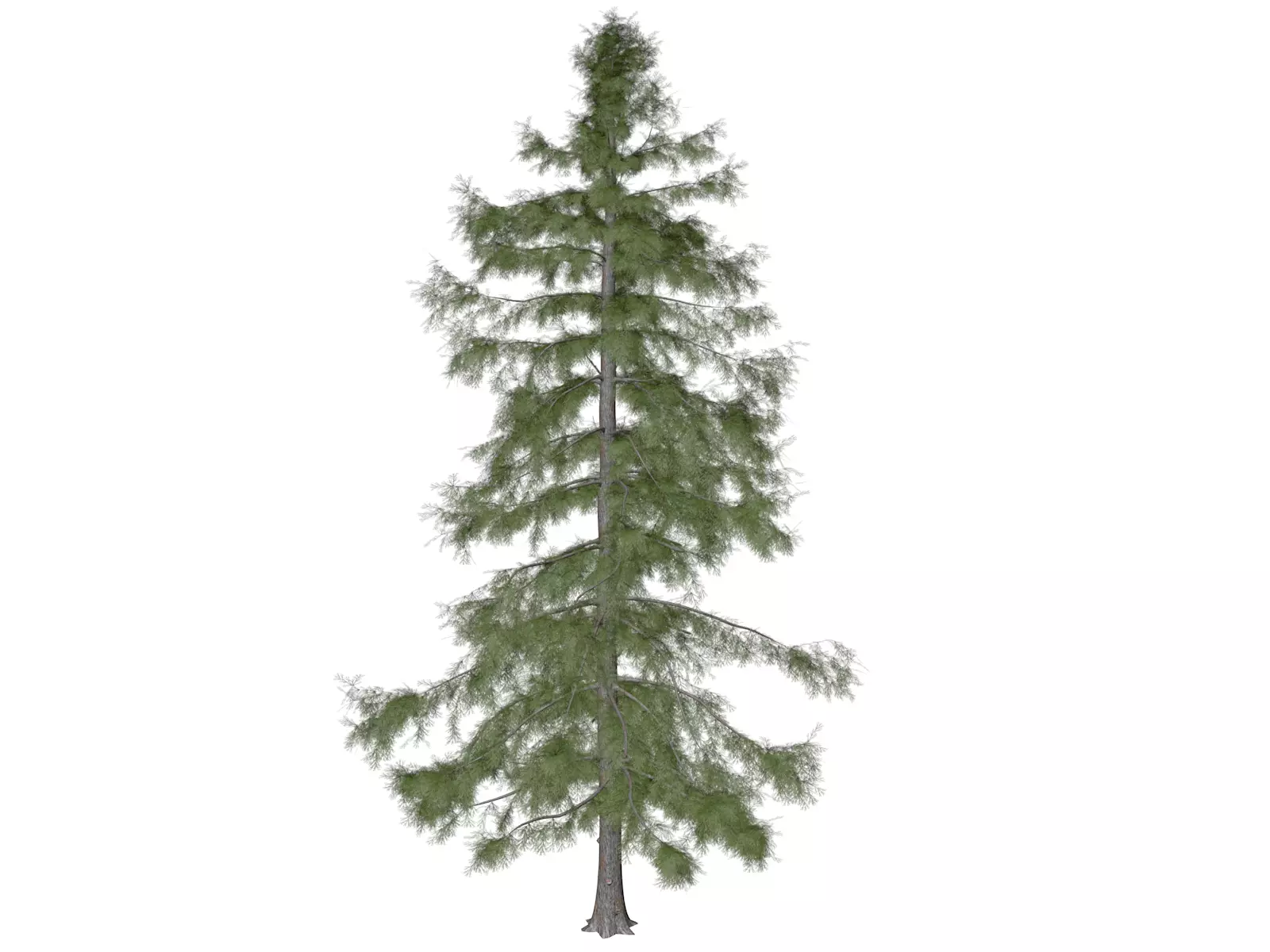 Alaska Cedar Tree - 02 3D model