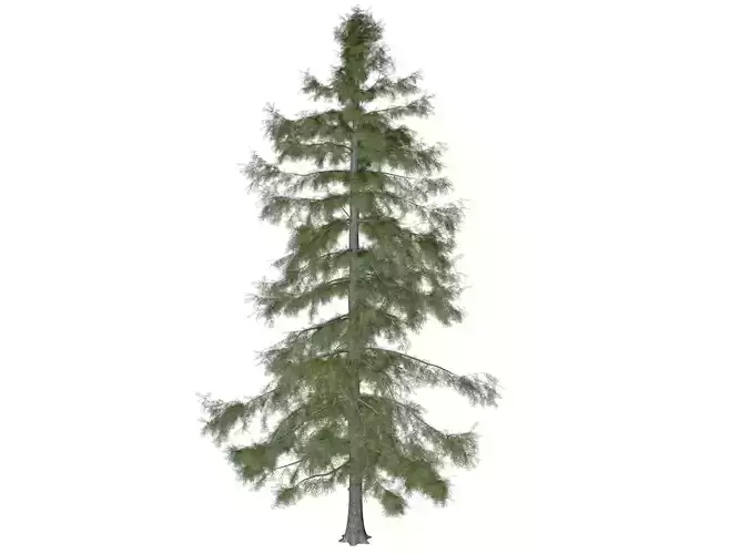 Alaska Cedar Tree - 02