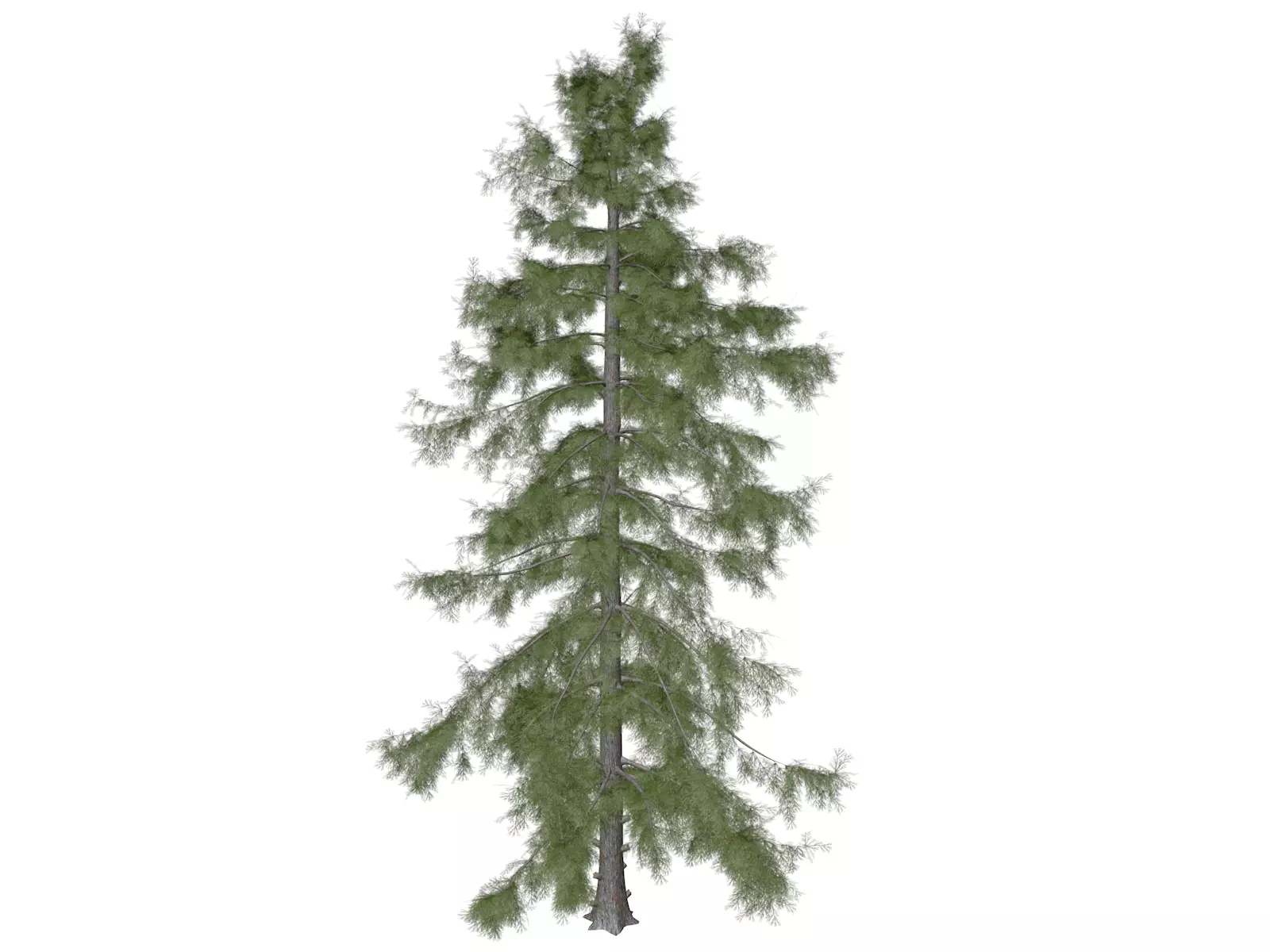 Alaska Cedar Tree - 03 3D model