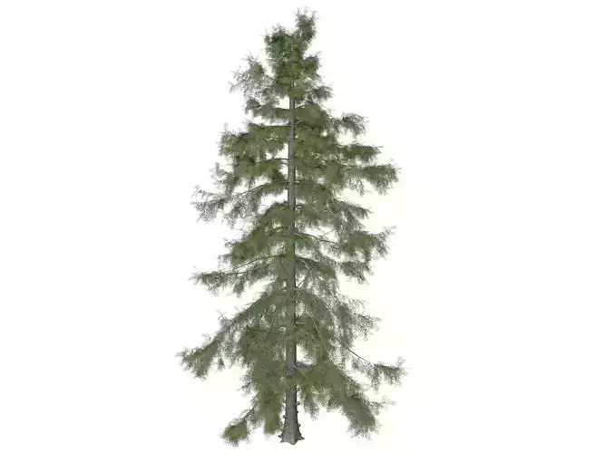 Alaska Cedar Tree - 03