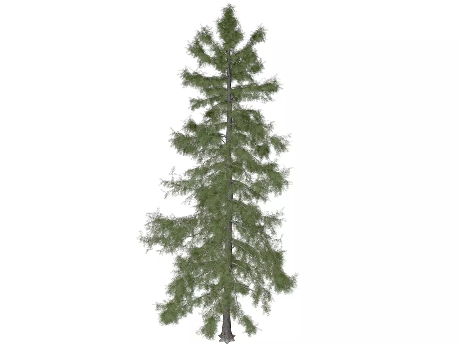 Alaska Cedar Tree - 04 3D model