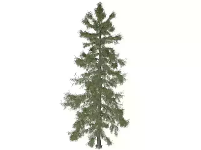 Alaska Cedar Tree - 04