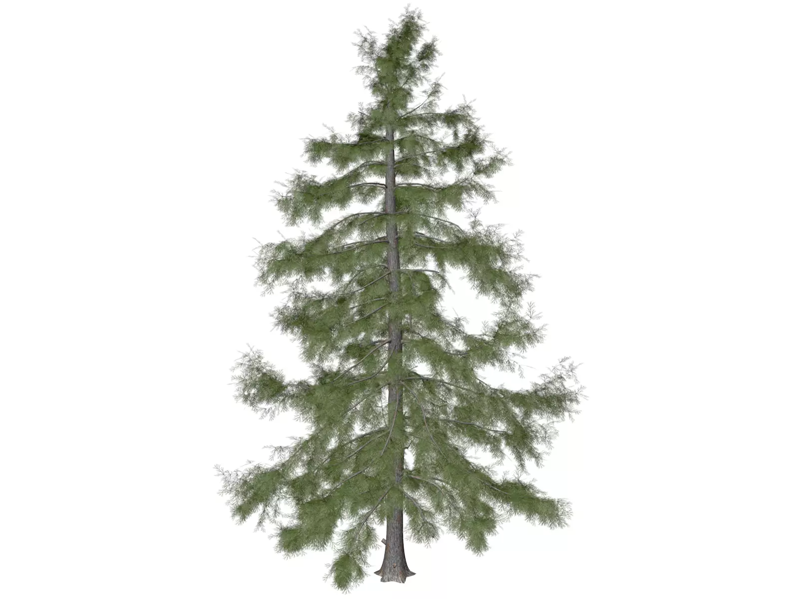 Alaska Cedar Tree - 05 3D model