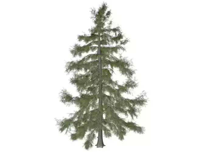 Alaska Cedar Tree - 05