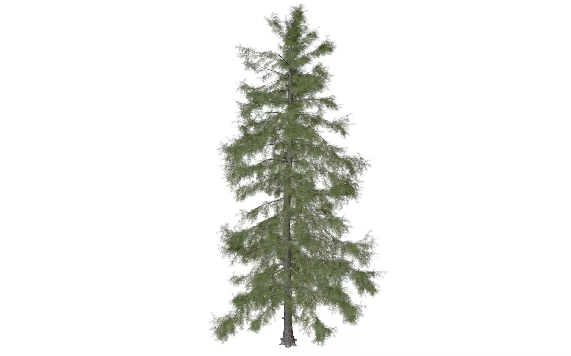Alaska Cedar Tree - 06 3D model