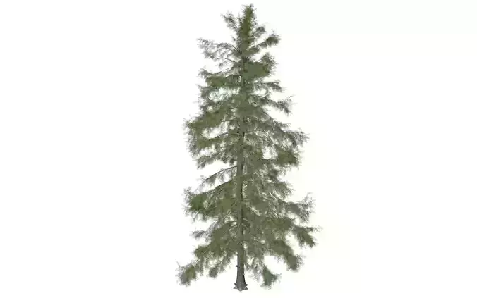 Alaska Cedar Tree - 06