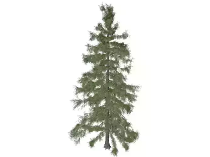 Alaska Cedar Tree - 07
