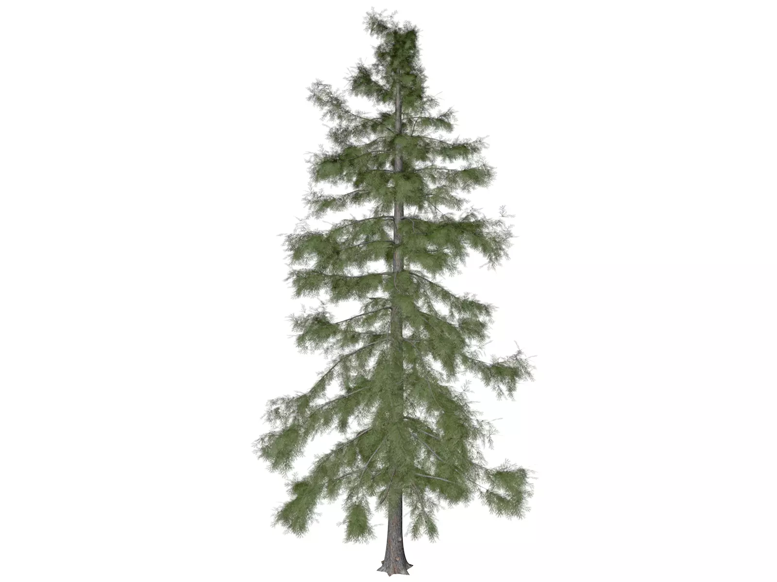 Alaska Cedar Tree - 08 3D model