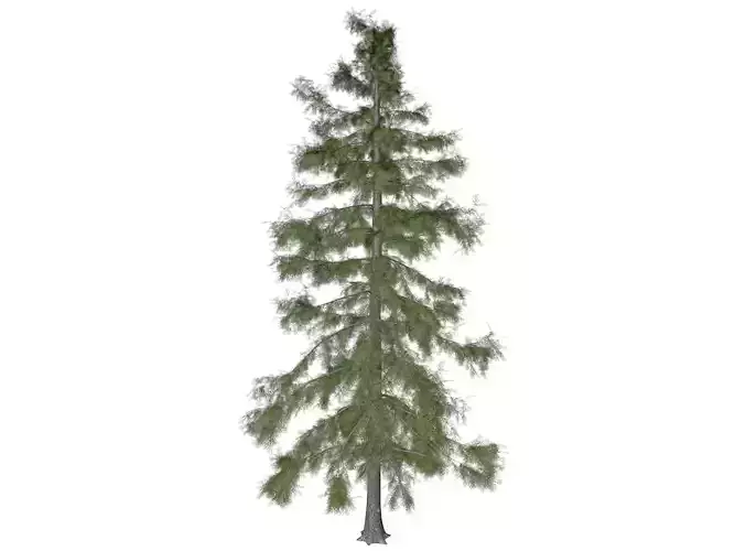 Alaska Cedar Tree - 08