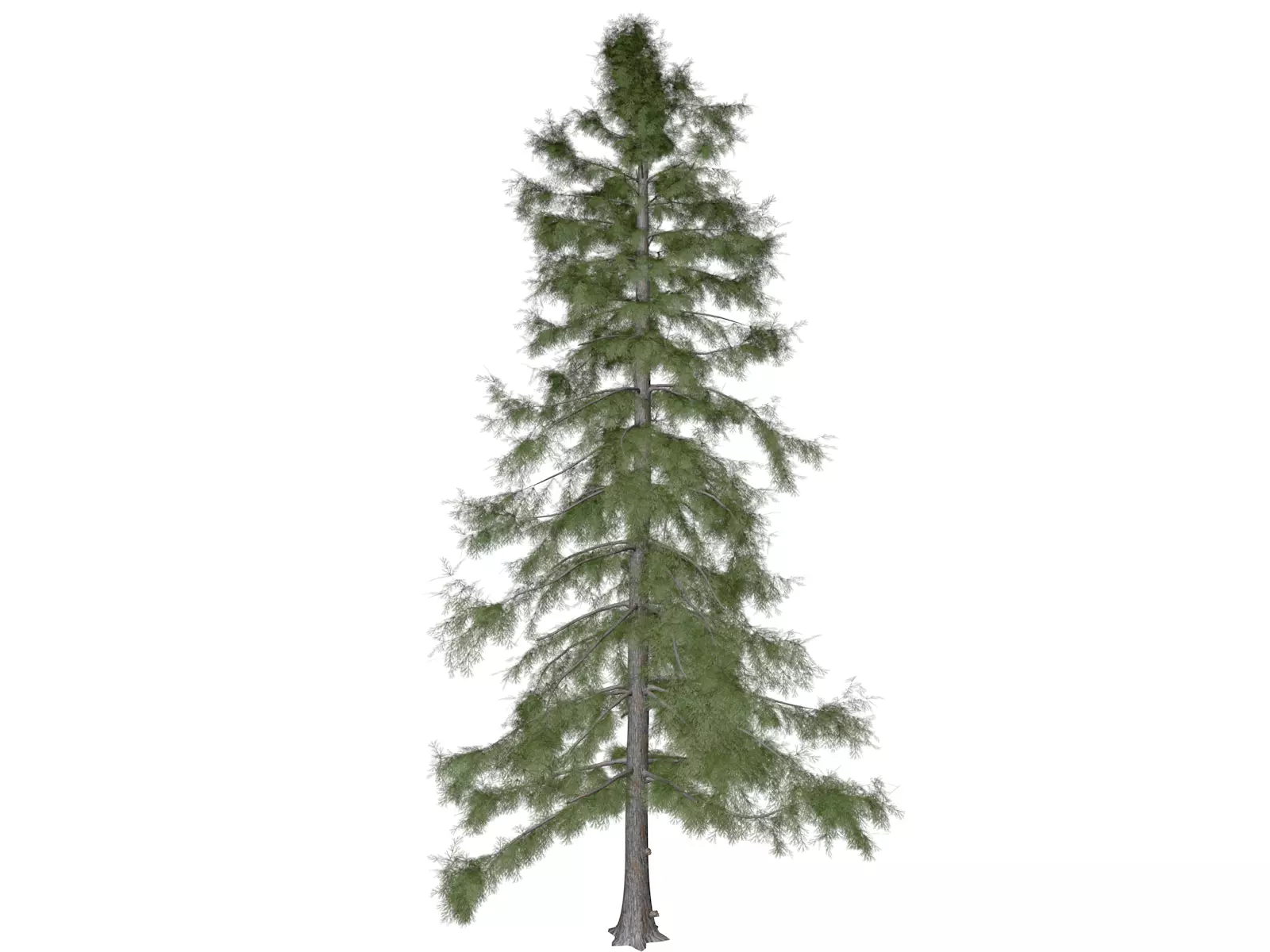 Alaska Cedar Tree - 09 3D model