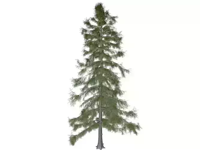 Alaska Cedar Tree - 09
