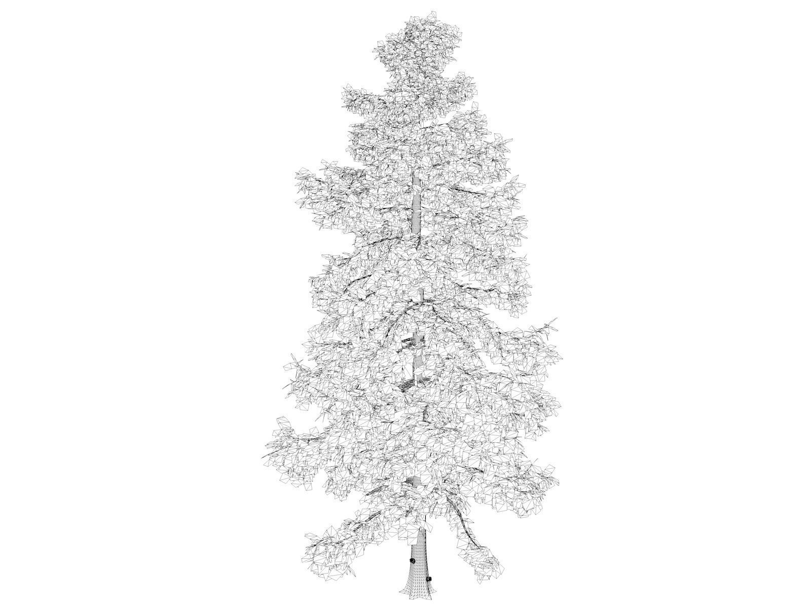 Alaska Cedar Tree - 10 3D model_2