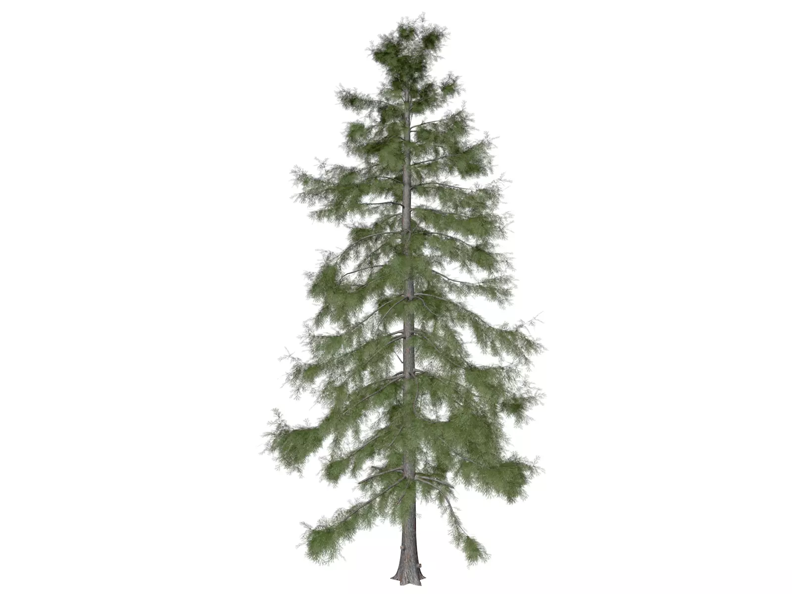 Alaska Cedar Tree - 10 3D model_0