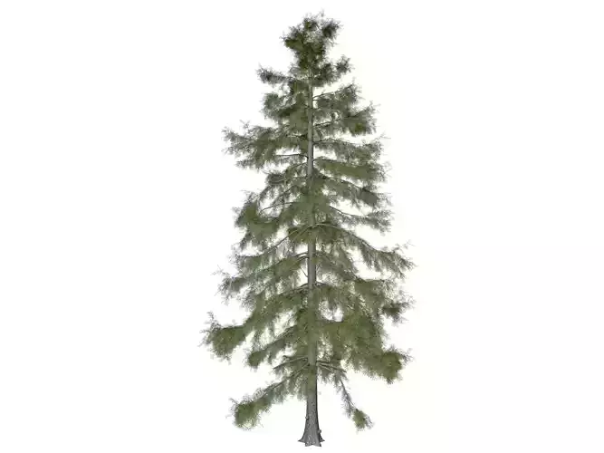 Alaska Cedar Tree - 10