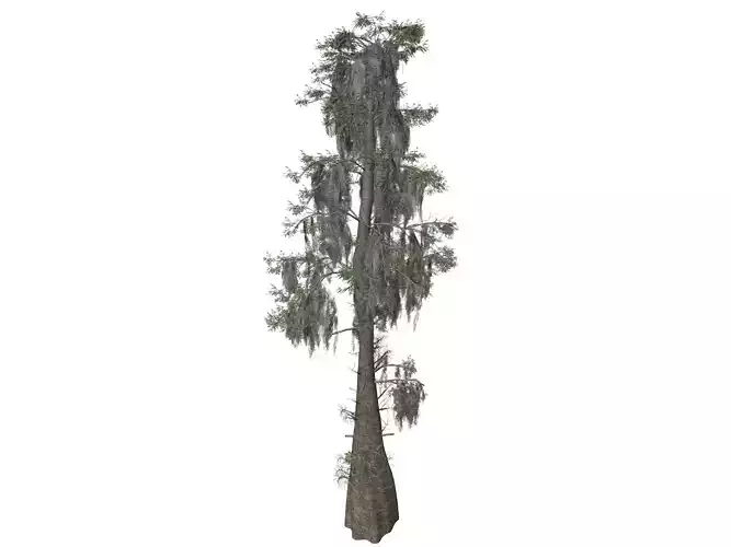 Bald Cypress Tree - 01