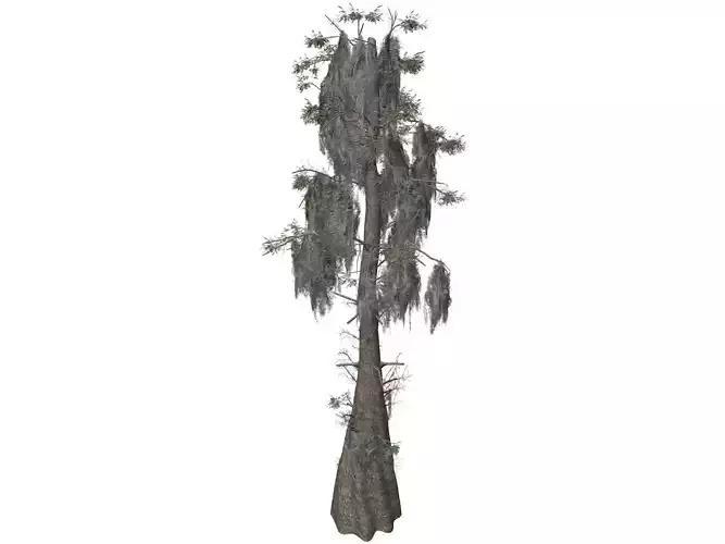 Bald Cypress Tree - 02
