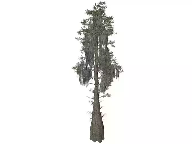 Bald Cypress Tree - 03