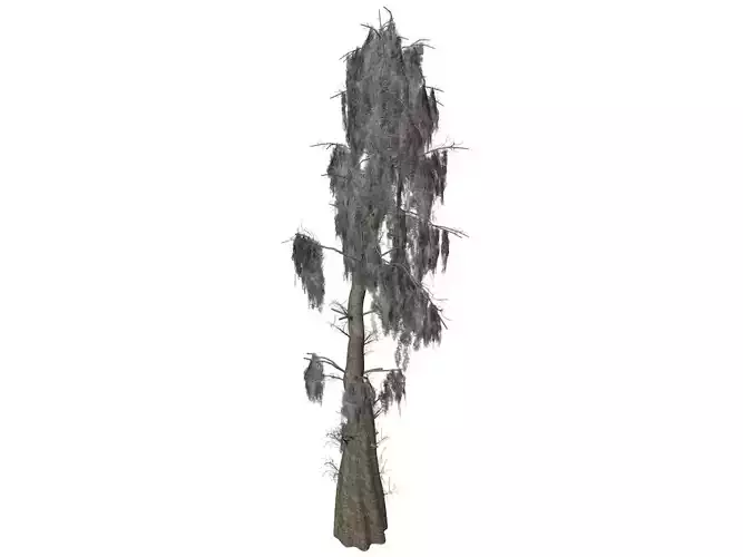Bald Cypress Tree - 04