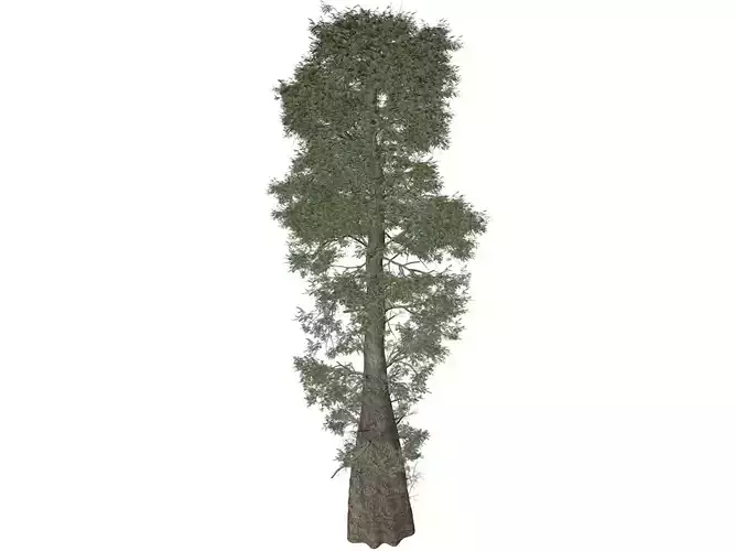 Bald Cypress Tree - 05