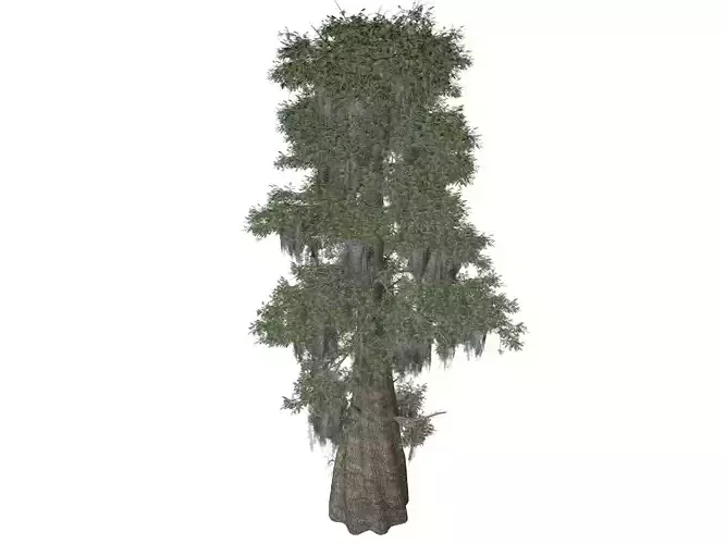 Bald Cypress Tree - 06