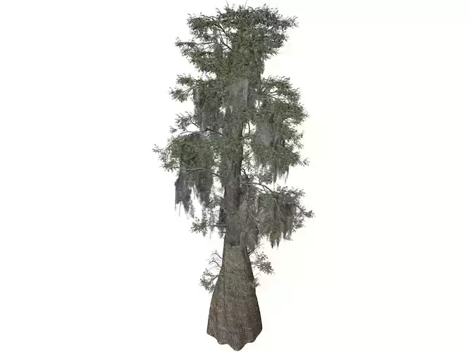 Bald Cypress Tree - 07