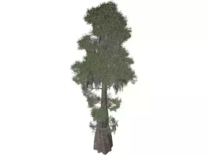 Bald Cypress Tree - 08