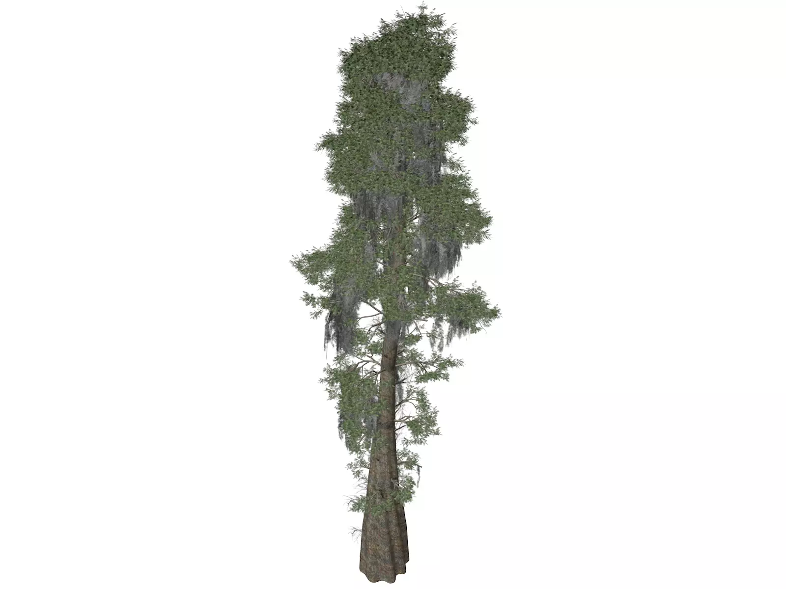 Bald Cypress Tree - 09 3D model_0