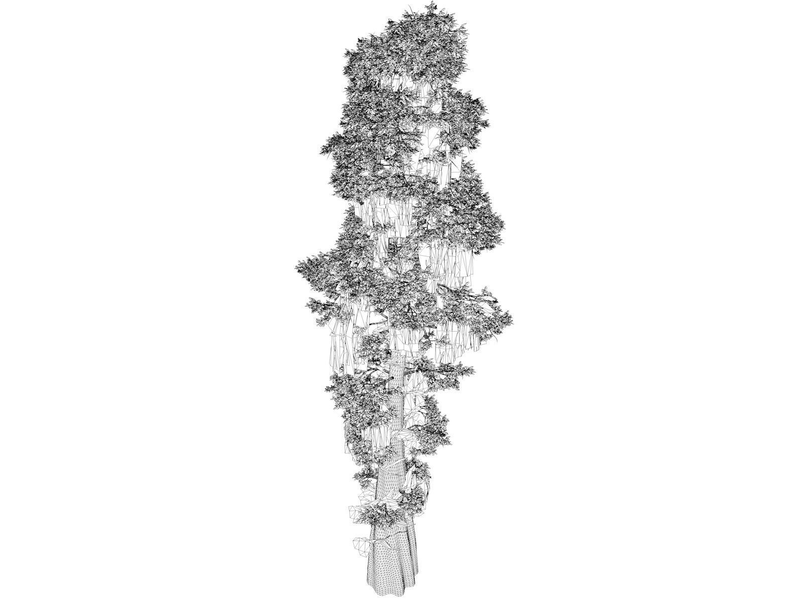 Bald Cypress Tree - 09 3D model_1