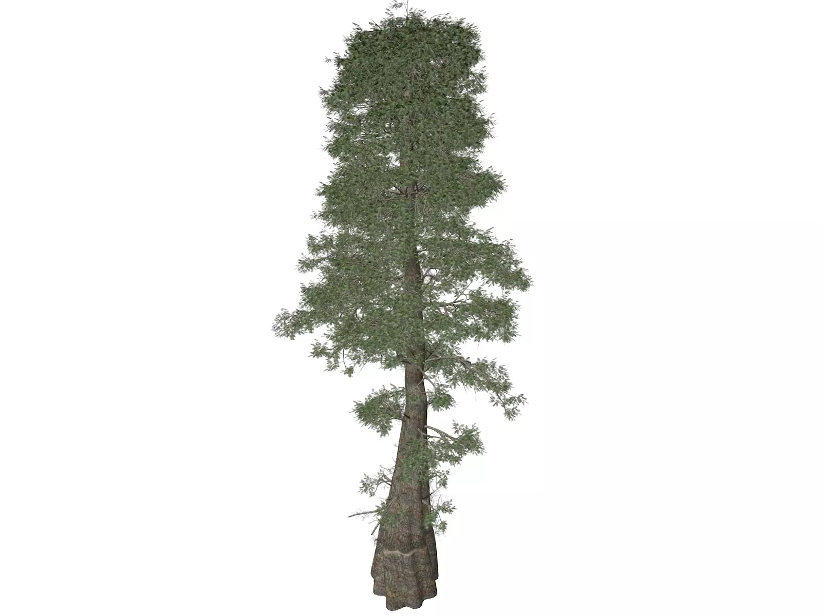 Bald Cypress Tree - 10 3D model_0