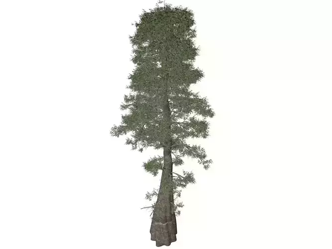 Bald Cypress Tree - 10