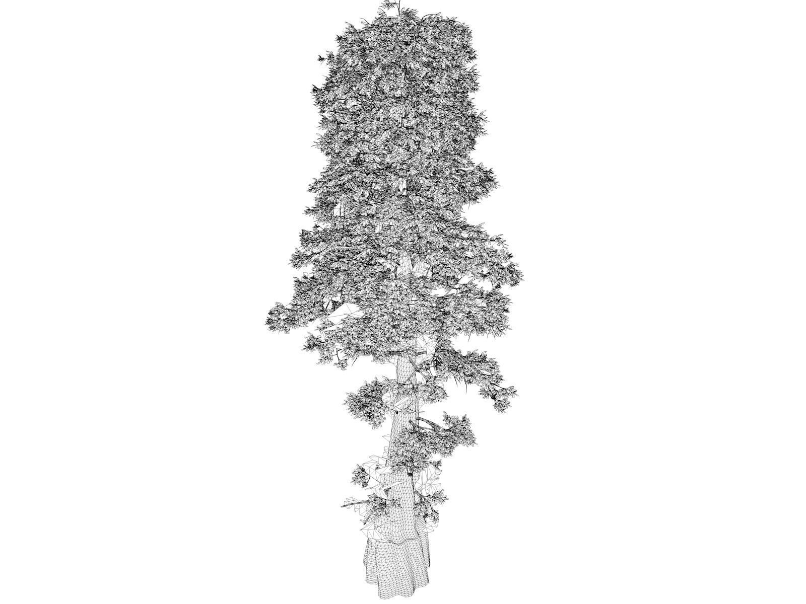 Bald Cypress Tree - 10 3D model_1