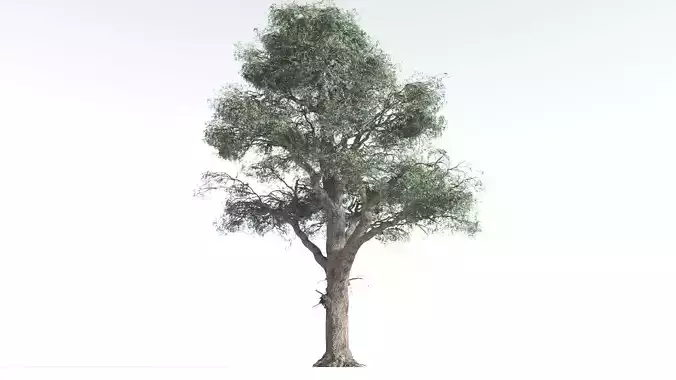 EVERYPlant Kauri Pine 1 --16 Models-- 3D model