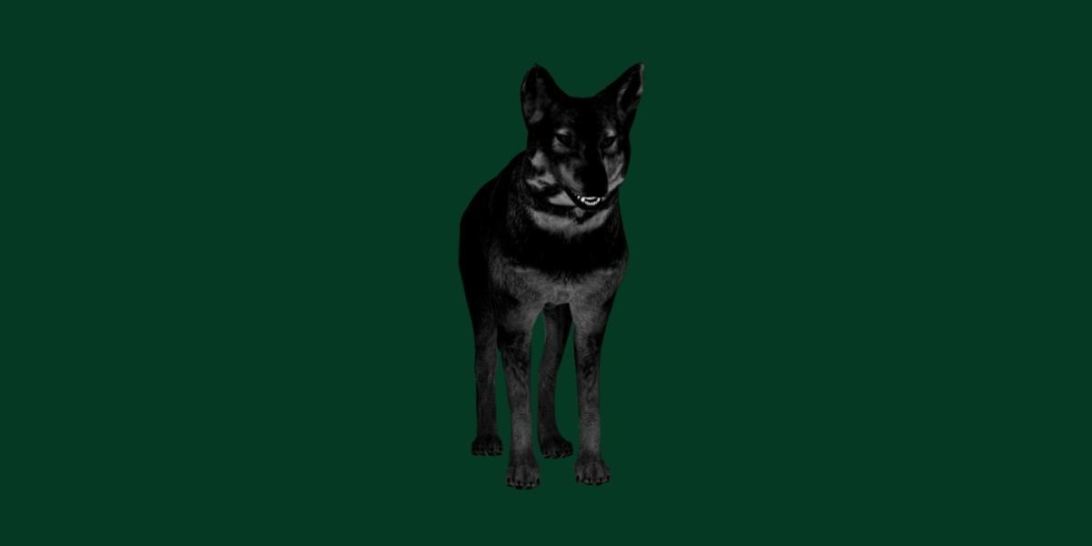 Indian Gray Wolf Low-poly 3D model_18