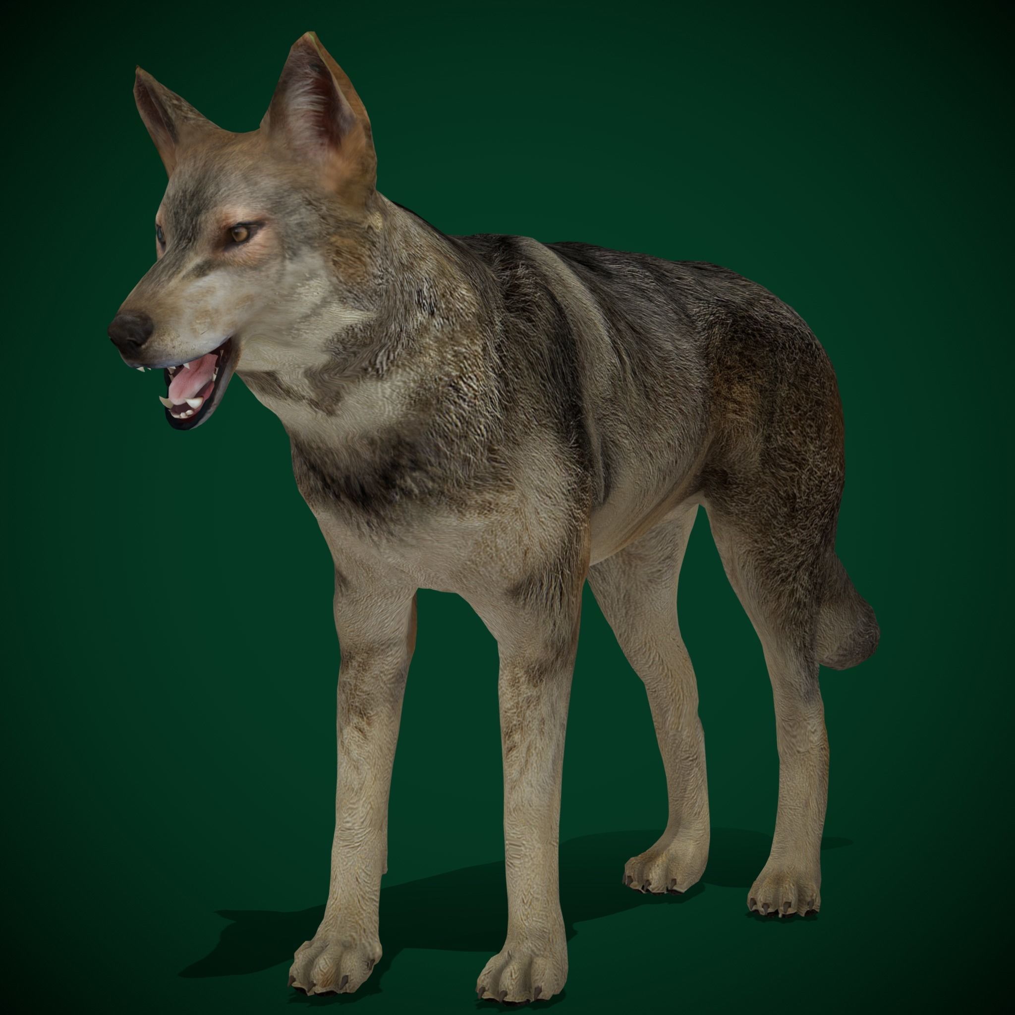 Indian Gray Wolf Low-poly 3D model_10