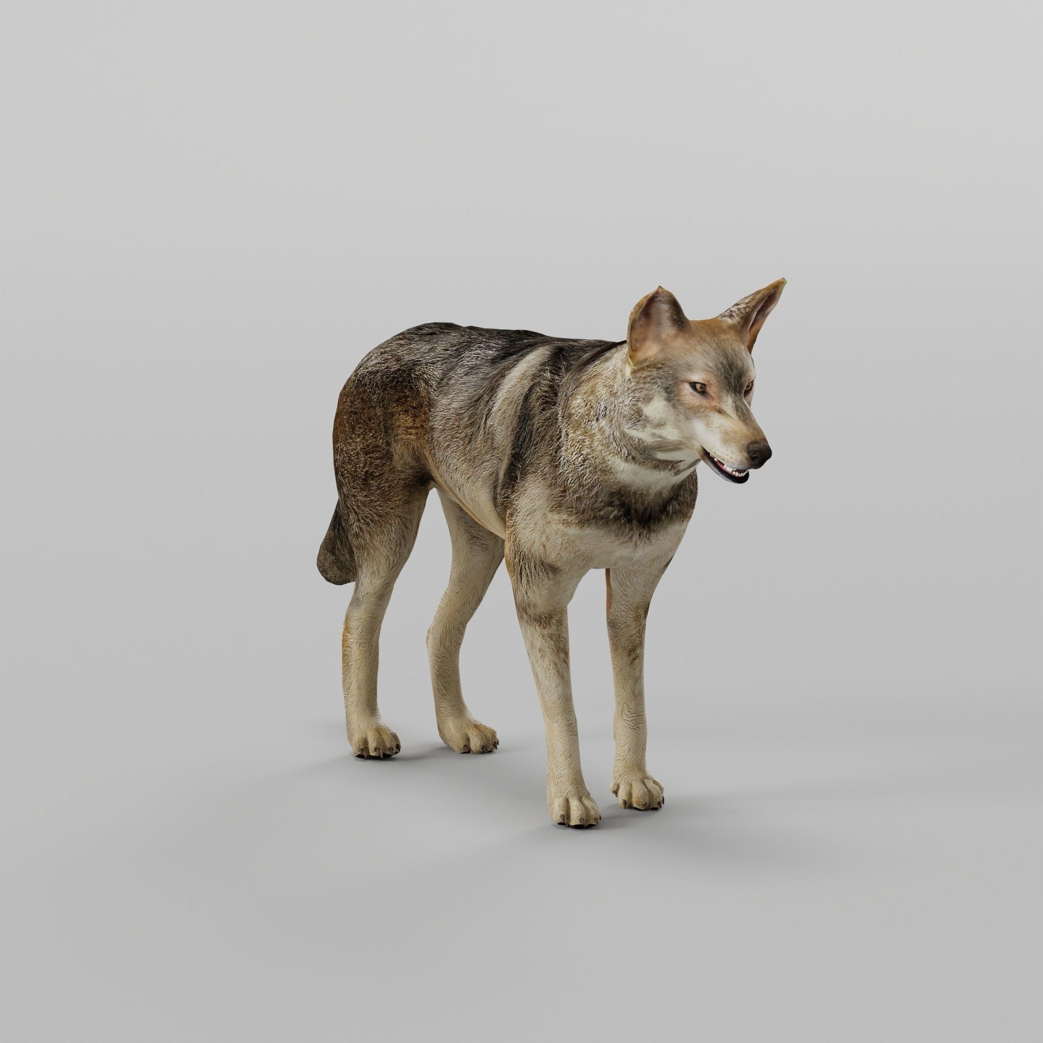 Indian Gray Wolf Low-poly 3D model_23