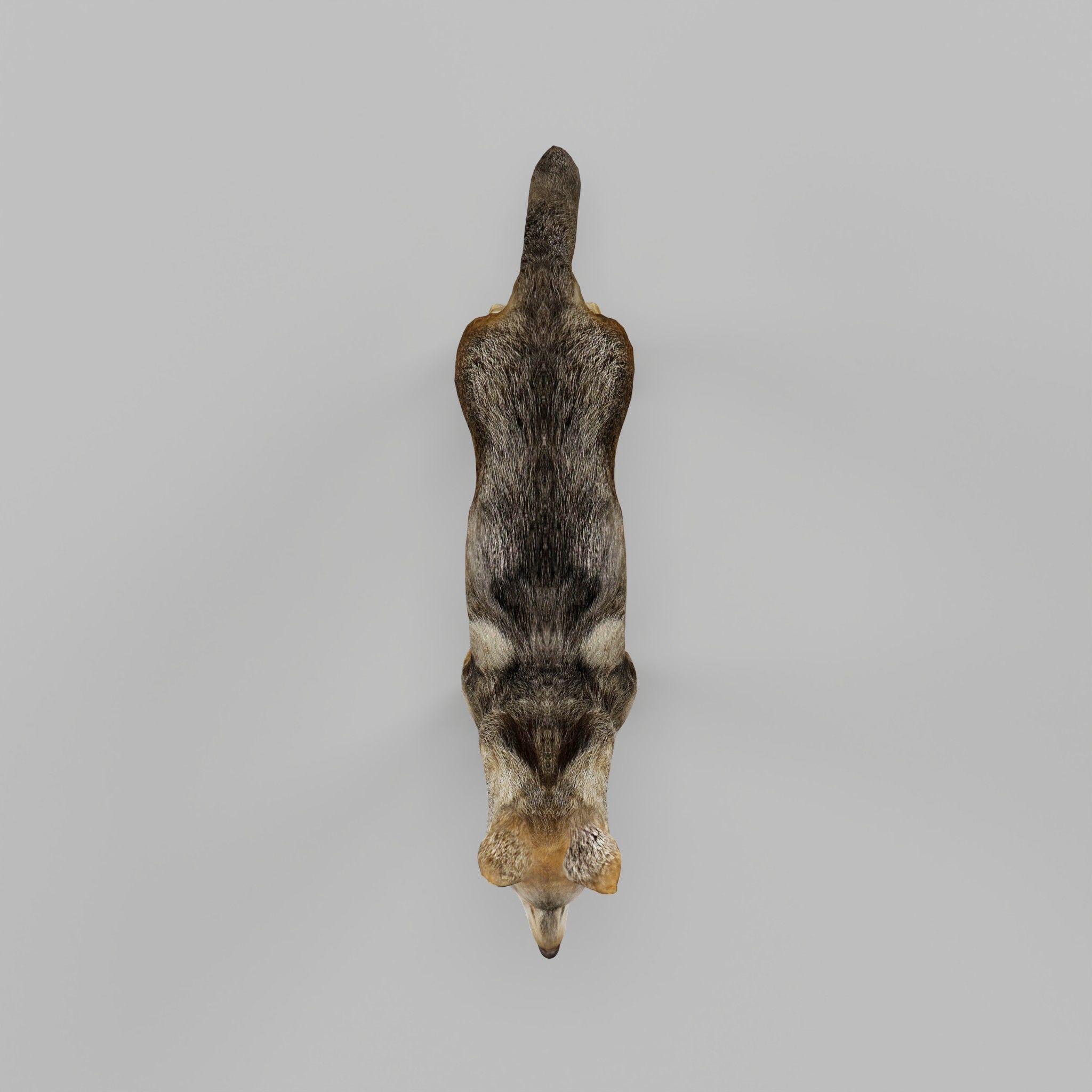 Indian Gray Wolf Low-poly 3D model_22