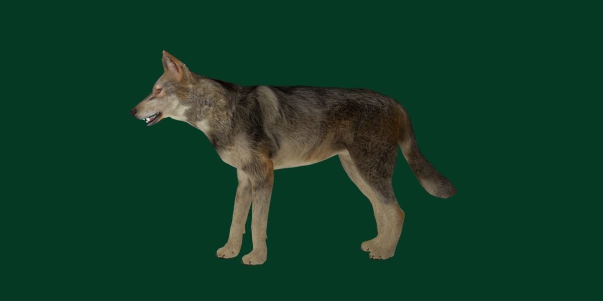 Indian Gray Wolf Low-poly 3D model_13
