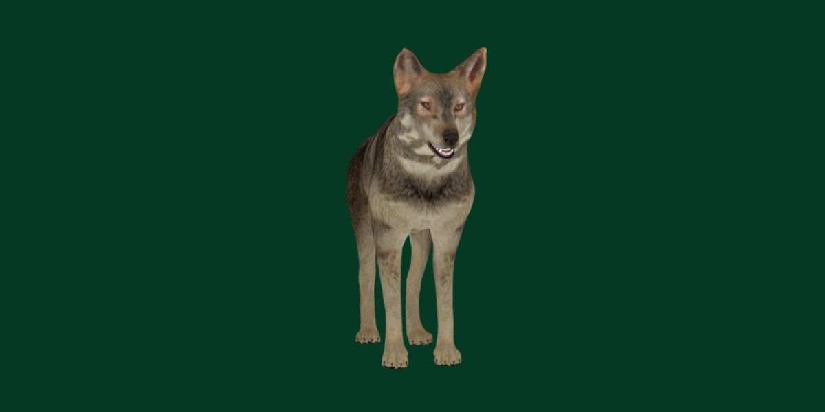 Indian Gray Wolf Low-poly 3D model_17