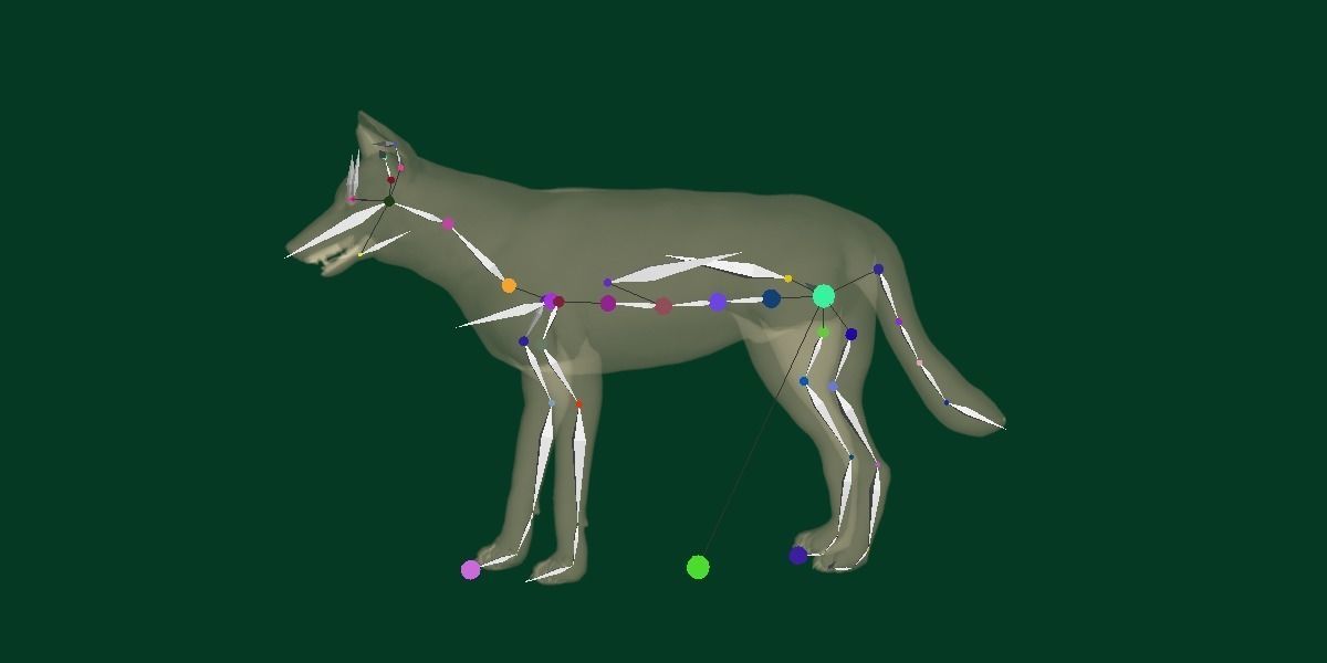 Indian Gray Wolf Low-poly 3D model_11