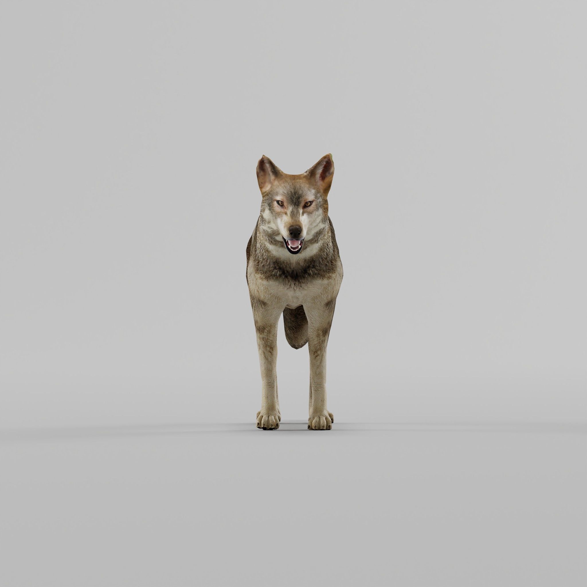 Indian Gray Wolf Low-poly 3D model_20