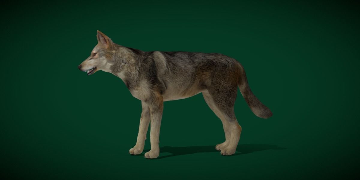 Indian Gray Wolf Low-poly 3D model_3