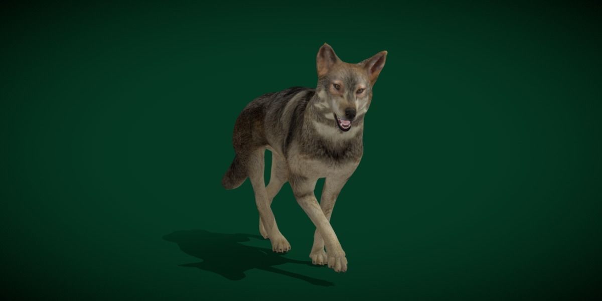 Indian Gray Wolf Low-poly 3D model_19